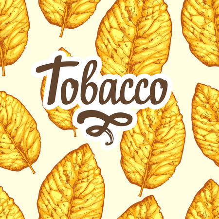 Seamless pattern with dried yellow leaves on white background. Vector illustration of tobacco.の写真素材
