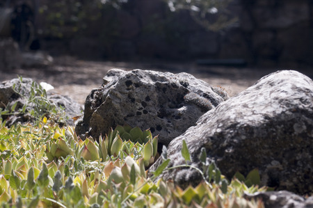 Stones in the field on layer of echeveria cactusの写真素材