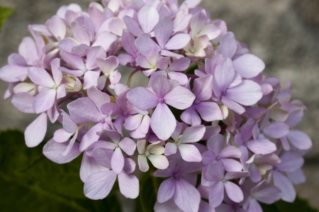 Beautiful hydrangeas in the parkの写真素材
