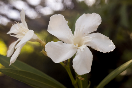 Beautiful white flower in the fieldの写真素材
