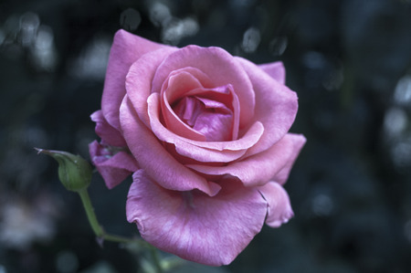 Beautiful pink flowerの写真素材