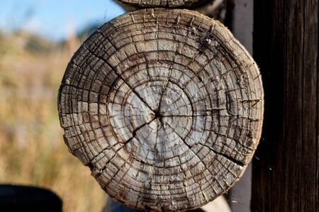 Close-up of cross section of tree trunkの写真素材