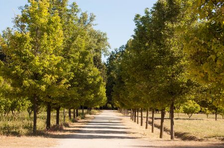 Rural road surrounded by green trees. Beautiful street of a park with trees on the sides, on a spring afternoonの写真素材