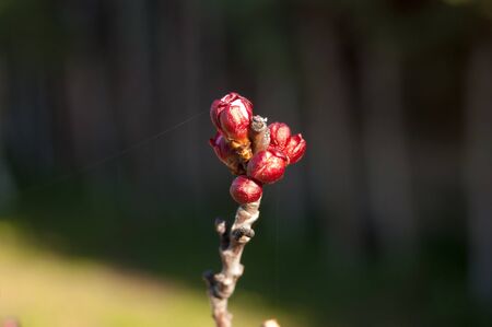 Close-up of unopened flower buds of an almond tree with gradient backgroundの写真素材