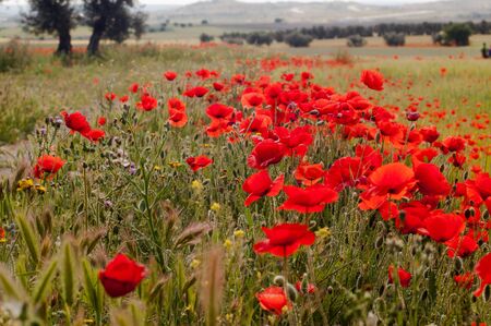 Beautiful landscape of red poppies, among herbs and olive trees in the backgroundの写真素材