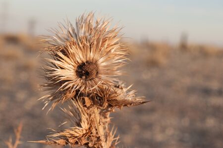 Dry thistle, with degraded arid bottom. Onopordum Acanthiumの写真素材