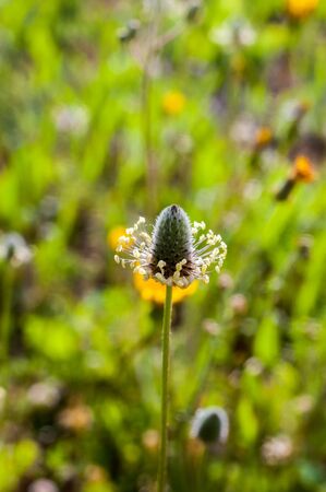 Nice detail closeup of flower of a medicinal plant with a green grass backgroundの写真素材