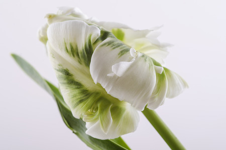 The picture shows a white tulip on a white background.の写真素材