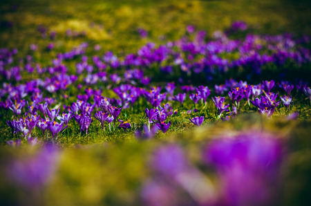 Crocuses in Chocholowska valley,Poland, Tatras Mountain.の写真素材