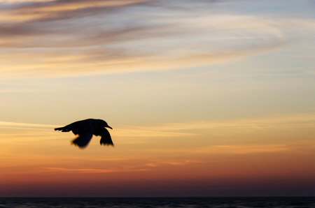 Photo shows a flying seagull against the skyの写真素材