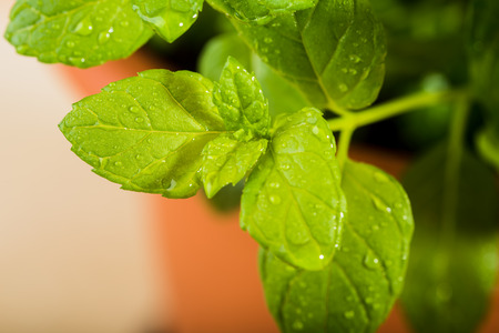 Shrub fresh mint beaded with water.の写真素材