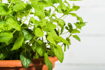 Shrub fresh mint beaded with water.の写真素材