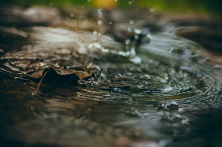 Colorful autumn leaves in a puddleの写真素材