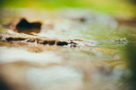 Colorful autumn leaves in a puddle