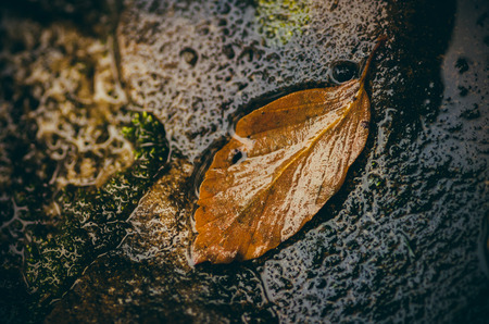 Colorful autumn leaves in a puddleの写真素材