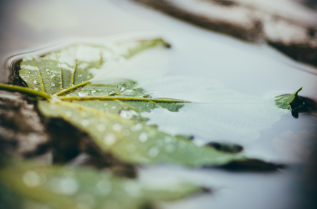 Colorful autumn leaves in a puddleの写真素材