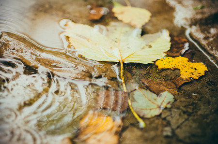 Colorful autumn leaves in a puddle