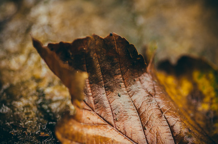 Colorful autumn leaves in a puddleの写真素材