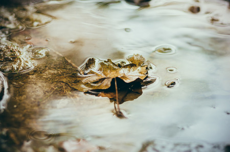 Colorful autumn leaves in a puddleの写真素材