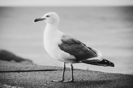 Black and white landscape Polish sea of breakwaters and sand dunes.の写真素材