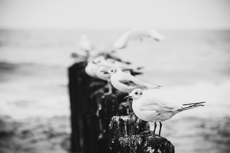 Black and white landscape Polish sea of breakwaters and sand dunes.の写真素材
