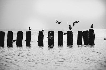 Black and white landscape Polish sea of breakwaters and sand dunes.の写真素材
