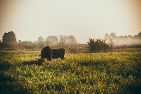 Scottish cows in the field. Scottish cattle breeding in Poland.の写真素材
