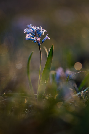 Russia. Rostov region.  Hyacinth blue.