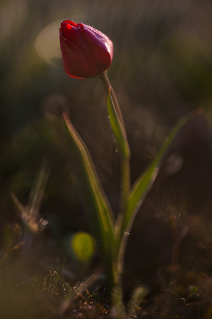 Russia. Rostov region. Tulip Schrenk.の写真素材