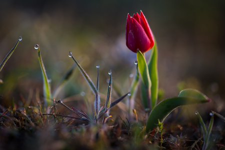 Russia. Rostov region. Tulip Schrenk.の写真素材