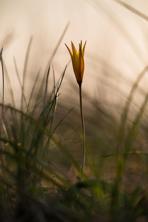 Russia. Rostov region. Wild tulip.の写真素材
