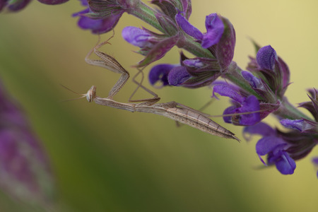Concealer mantis on the plant.