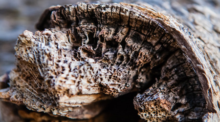 Abstract. The texture of oak wood.の写真素材