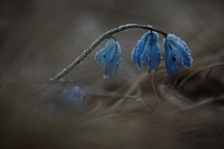 Blue Primrose bluebell meadow on a sunny day.の写真素材