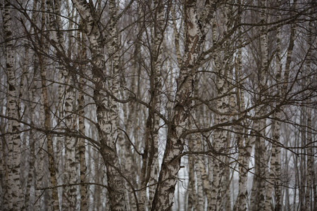 Birch trees without leaves in winter misty forest in the mountains of the Caucasusの写真素材