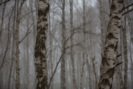 Birch trees without leaves in winter misty forest in the mountains of the Caucasusの写真素材