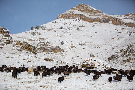 Russia, Republic of Kabardino-Balkaria. Sheep's graze on the Alpine slopes of high mountains of the Caucasus in the late autumn.の写真素材