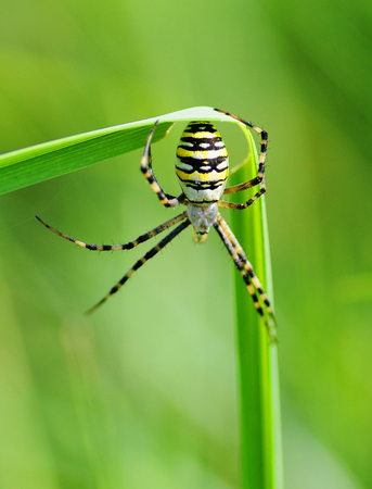 Spider on green grass on a sunny dayの写真素材