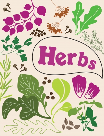 herbs and spices card. vector illustrationのイラスト素材