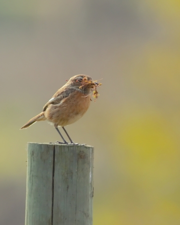 Stonechat standing on fence post with full beak の写真素材