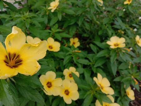 Beautiful yellow flowers at the garden