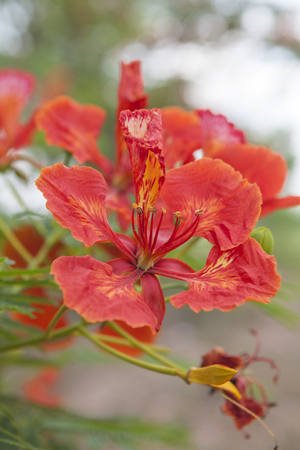 Peacock Flower's orange flowers booming (Caesalpinia pulcherrima ), close up shot, select focusの写真素材