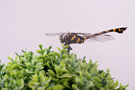 Closeup dragonfly on decorate plant on white backgroundの写真素材