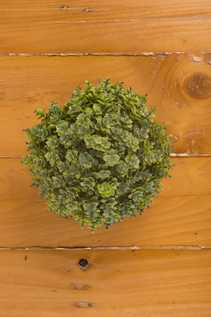 Top view decorate plant on woodenの写真素材