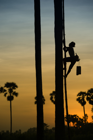 Silhouette of Farmer climbing on Sugar palm tree to collection of sugar syrup.の写真素材