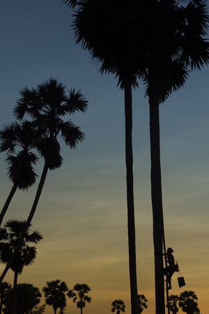 Silhouette of Farmer climbing on Sugar palm tree to collection of sugar syrup.の写真素材