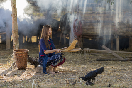Asian beautiful woman winnowing rice separate between rice and rice huskの写真素材