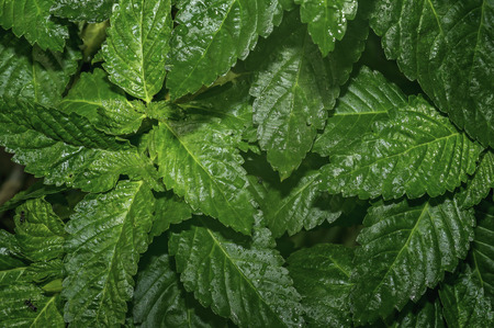 Green leaf texture. Leaf texture backgroundの写真素材