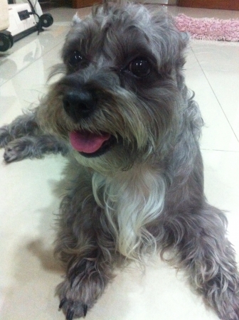 Cutest dog in the worldの素材