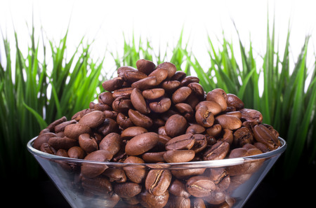 coffee beans on a background of green grassの写真素材